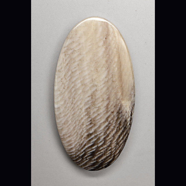 Legno di sicomoro 97.47 ct.
