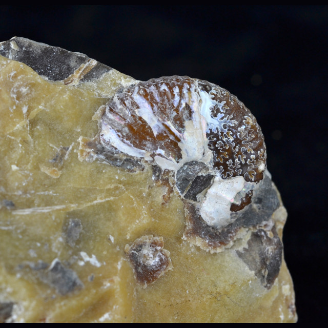 Discoscaphites Conradi fossil 76 mm.
