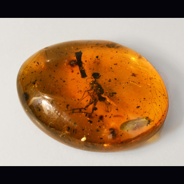 Amber with insect 16 ct.