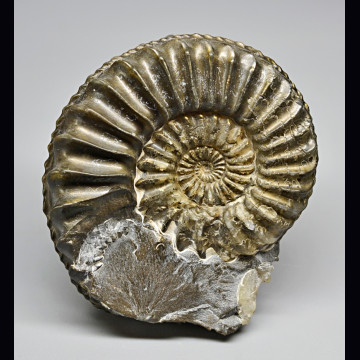Pleuroceras spinatum 49 mm.