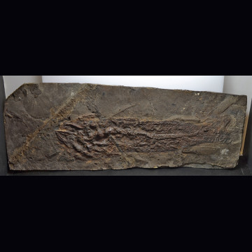 Cyclurus amia kehreri 210 mm.
