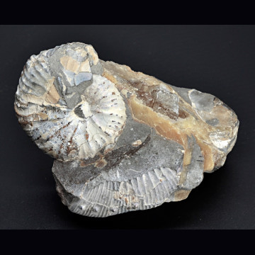 Hoploscaphites sp. 34 mm.