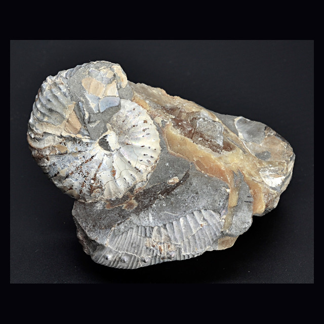 Hoploscaphites sp. 34 mm.