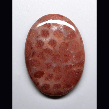 Corallo fossile 51.20 ct.