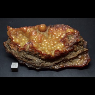 Agatized coral 342 gr.