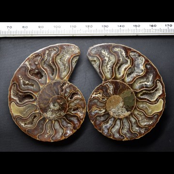 Cleoniceras ammonite 56.6 gr.