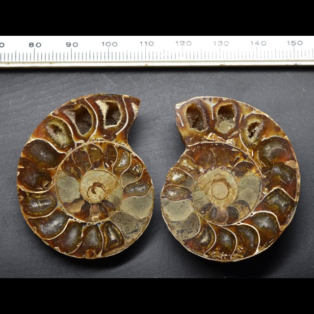 Desmoceras ammonite 41.7 gr.