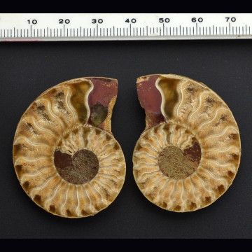 Cleoniceras ammonite  44x35 mm.