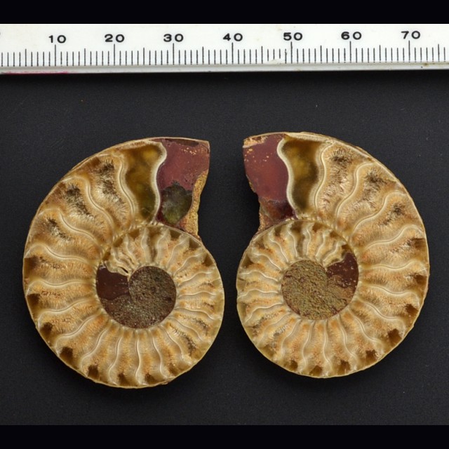Cleoniceras ammonite  44x35 mm.