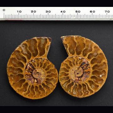 Ammonite Cleoniceras  43x33 mm.