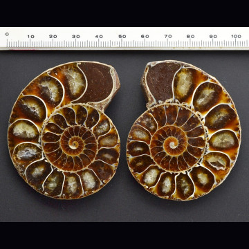 Desmoceras ammonite  61x48 mm.