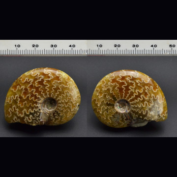 Ammonite Cleoniceras  43.5x33 mm.