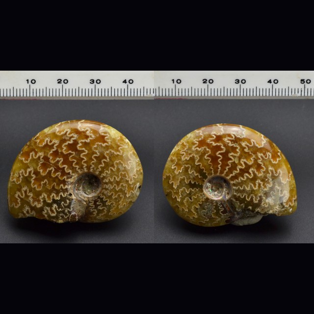 Ammonite Cleoniceras  43.5x33 mm.