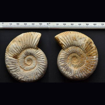 Ammonite Perisphinctes  68x65 mm.