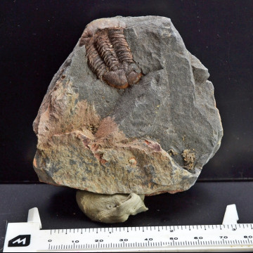 Ductina vietnamica trilobite  82x82 mm.