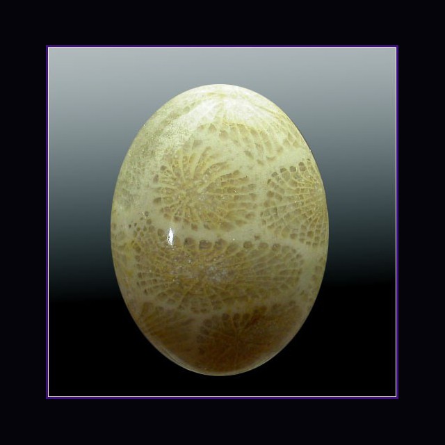 Corallo fossile ovale ct.29.64