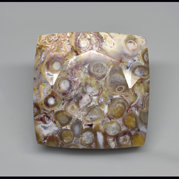 Legno di palma fossile 32.39 ct.