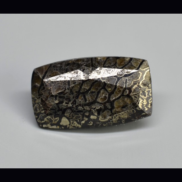 Plesiosaurus bone  3.65 ct.