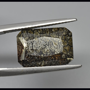 Osso di plesiosauro -dinosauro 7.48 ct.